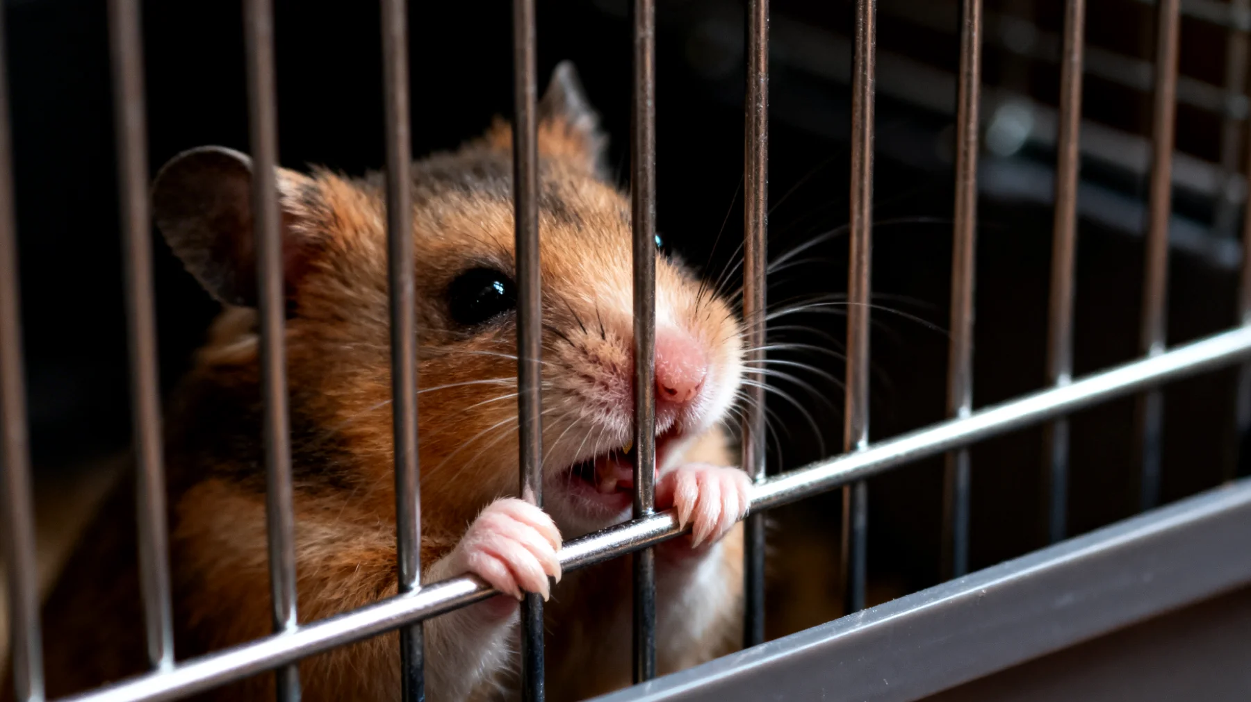 Erwachsene Hamster zeigen oft destruktives Verhalten wie Gitternagen oder entwickeln Stereotypien durch mangelnde mentale Stimulation und unzureichende Trainingsmöglichkeiten in ihrer Umgebung"